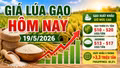 Giá lúa gạo hôm nay 19/5: Gạo Việt giữ giá cao trên thị trường xuất khẩu