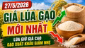 Giá lúa gạo hôm nay 27/5/2026: Nông dân neo giá, thương lái mua dè dặt