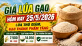Giá lúa gạo hôm nay 25/5/2026: Lúa thô giảm, gạo thành phẩm bật tăng
