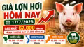 Giá lợn hơi hôm nay 17/7: Nhiều nơi miền Bắc tăng nhẹ