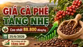 Giá cà phê hôm nay 25/6: Tăng nhẹ, cao nhất 88.800 đồng/kg