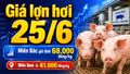 Giá lợn hơi hôm nay 25/6: Miền Nam giảm sâu về 61.000 đồng/kg