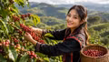 Giá cà phê hôm nay 5/8: Giảm nhẹ còn 96.500 đồng/kg, Arabica mất gần 4%