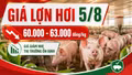 Giá lợn hơi hôm nay 5/8: Nhiều địa phương tiếp tục giảm