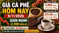 Giá cà phê hôm nay 9/7 quay đầu giảm sâu sau phiên tăng sốc