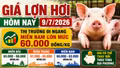 Giá lợn hơi hôm nay 9/7: Chưa có tín hiệu tăng mạnh
