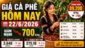 Giá cà phê hôm nay 22/6: Trong nước và thế giới cùng đỏ sàn