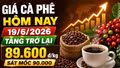 Giá cà phê hôm nay 19/6: Trong nước tăng, Arabica New York phân hóa