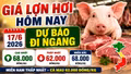 Giá lợn hơi hôm nay 17/6: Nhiều địa phương duy trì mặt bằng ổn định