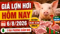Giá lợn hơi hôm nay 6/8: Ba địa phương giảm nhẹ