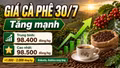 Giá cà phê hôm nay 30/7: Tăng sát mốc 100.000 đồng/kg