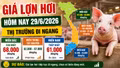 Giá lợn hơi hôm nay 29/6: Thị trường đi ngang