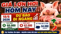 Giá lợn hơi hôm nay 18/6: Thị trường ổn định, khó xuất hiện đột biến
