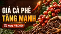 Giá cà phê hôm nay 7/8/2026 tiến sát 100.000 đồng/kg