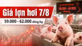 Giá lợn hơi hôm nay 7/8/2026: Nhiều nơi xuống 59.000 đồng/kg