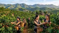 Giá cà phê hôm nay 1/6: Robusta và Arabica cùng lao dốc