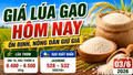 Giá lúa gạo hôm nay 3/6: Gạo thơm giữ lợi thế xuất khẩu