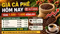 Giá cà phê hôm nay 19/7: Phục hồi, tiến gần 100.000 đồng/kg