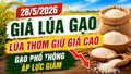 Giá lúa gạo hôm nay 28/5/2026: ST25 vẫn giữ giá cao dù giao dịch chậm