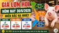 Giá lợn hơi hôm nay 30/6: Nhiều nơi giảm về 66.000 đồng/kg