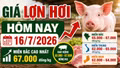 Giá lợn hơi hôm nay 16/7/2026: Miền Bắc tiếp tục giữ đỉnh 67.000 đồng/kg