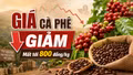 Giá cà phê hôm nay 24/6: Trong nước giảm mạnh, Arabica bật tăng