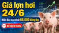 Giá lợn hơi hôm nay 24/6: Thị trường dự báo đi ngang