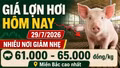 Giá lợn hơi hôm nay 29/7: Nhiều nơi giảm còn 61.000 đồng/kg