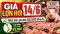Giá lợn hơi hôm nay 14/6/2026: Miền Bắc giữ đỉnh, miền Trung hạ nhiệt