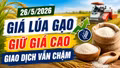 Giá lúa gạo ngày 26/5: Lúa chất lượng cao giữ giá, giao dịch vẫn chậm