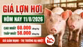 Giá lợn hơi hôm nay 11/8/2026: Cao nhất chỉ còn 60.000 đồng/kg
