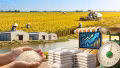 Giá lúa gạo hôm nay 15/5: Lúa tươi tăng nhẹ, gạo thơm Việt giữ giá cao