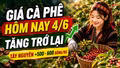 Giá cà phê hôm nay 4/6: Tây Nguyên đồng loạt tăng 500 đồng/kg