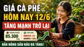 Giá cà phê hôm nay 12/6: Đồng loạt tăng giá, Robusta bật mạnh hơn 2%