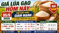 Giá lúa gạo hôm nay 5/6: Lúa trong nước vẫn đứng giá