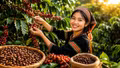 Giá cà phê hôm nay 10/8/2026: Cao nhất 97.000 đồng/kg