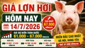 Giá lợn hơi hôm nay 14/7: Hà Nội lên 67.000 đồng/kg