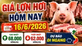 Giá lợn hơi hôm nay 16/6 dự kiến đi ngang, chưa xuất hiện đột biến