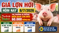 Giá lợn hơi hôm nay 8/7: Ba miền vẫn phân hóa