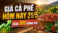 Giá cà phê hôm nay 21/5: Đảo chiều tăng 800 đồng/kg sau chuỗi giảm sâu