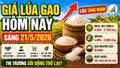 Giá lúa gạo hôm nay 21/5: Lúa tăng mạnh, thị trường bắt đầu nóng lên