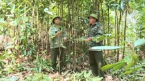 Bắc Hà: Cây quế mang về gần 123 tỷ đồng cho nông dân