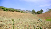 Đất sổ xanh có chuyển sang sổ đỏ được không?