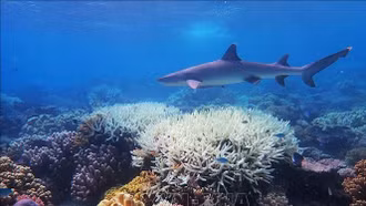 Báo động mức độ axit hóa đại dương chạm ngưỡng nguy hiểm