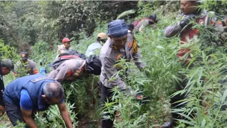 Cảnh sát Indonesia phát hiện cả "cánh đồng" cần sa trong vườn quốc gia