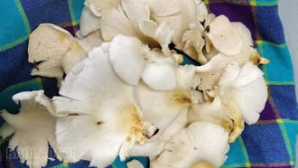 Mường Khương: Ngộ độc nấm, 3 người nhập viện