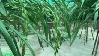 Di cư cùng mùa lan Trần mộng