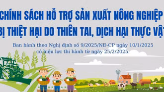[Infographic] Chính sách hỗ trợ sản xuất nông nghiệp để khôi phục sản xuất vùng bị thiệt hại do thiên tai, dịch hại thực vật