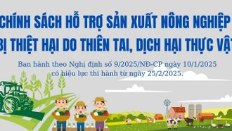 [Infographic] Chính sách hỗ trợ sản xuất nông nghiệp để khôi phục sản xuất vùng bị thiệt hại do thiên tai, dịch hại thực vật