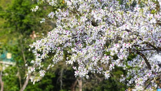 Lễ hội Hoa Ban Điện Biên hứa hẹn nhiều điểm nhấn mới